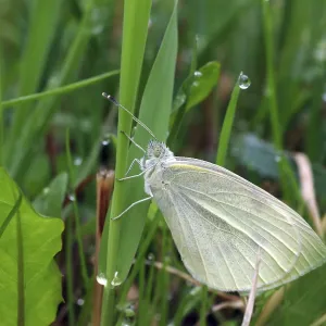 Mariposa blanca (Pieris rapae), pequeña.
