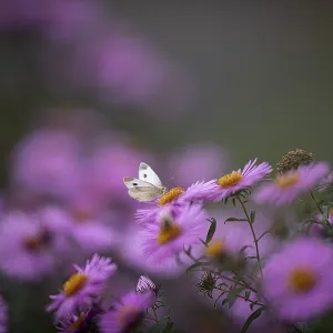 Small white (Pieris rapae), sucking nectar on Aster (Aster)