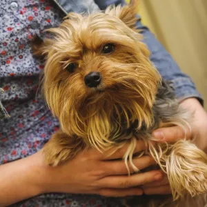 Small Yorkshire terrier in a hands