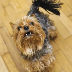 Small Yorkshire terrier looking up and yap
