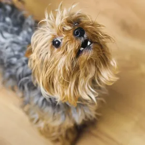 Small Yorkshire terrier looking up and yap