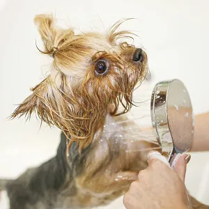 Small Yorkshire Terrier being showered during grooming Small Yorkshire Terrier being showered during grooming