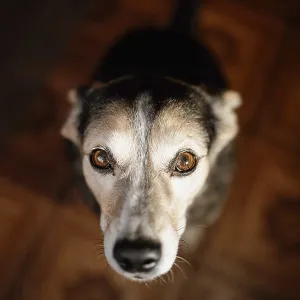 Smart Kind Dog Print at Home