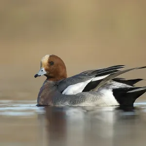 Smient laag standpunt, Eurasian Wigeon low point of view Smient laag standpunt, Eurasian Wigeon low point of view