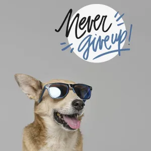 Smiley dog wearing sunglasses. Resolution and high quality beautiful photo Smiley dog wearing sunglasses. Resolution and high quality beautiful photo