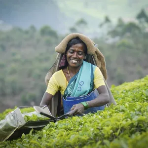 Smiling Indian tea picker, tea plantation