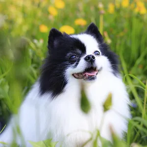 A smiling Pomeranian dog in the grass A smiling Pomeranian dog in the grass