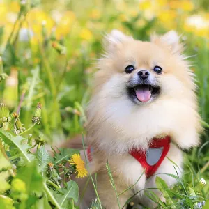 A smiling Pomeranian dog in the grass A smiling Pomeranian dog in the grass