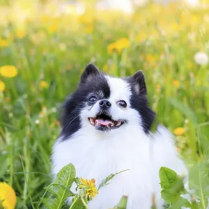 A smiling Pomeranian dog in the grass A smiling Pomeranian dog in the grass