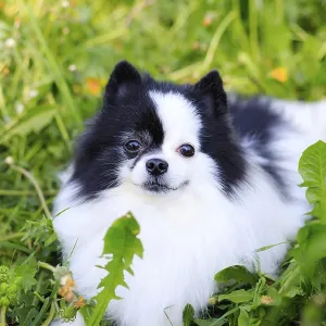 A smiling Pomeranian dog in the grass A smiling Pomeranian dog in the grass