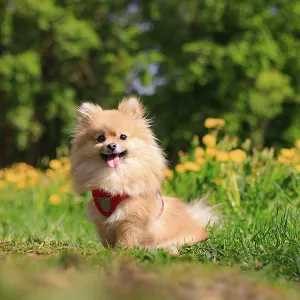 A smiling Pomeranian dog in the grass A smiling Pomeranian dog in the grass