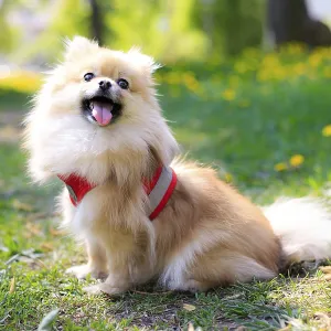A smiling Pomeranian dog in the grass A smiling Pomeranian dog in the grass