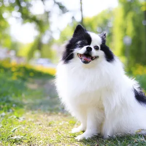 A smiling Pomeranian dog in the grass A smiling Pomeranian dog in the grass