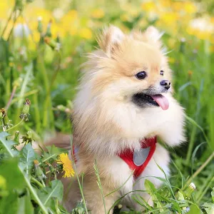 A smiling Pomeranian dog in the grass A smiling Pomeranian dog in the grass