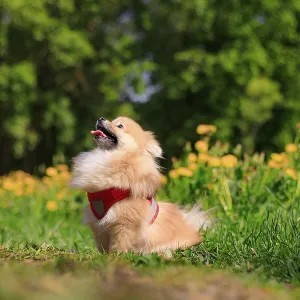 A smiling Pomeranian dog in the grass A smiling Pomeranian dog in the grass