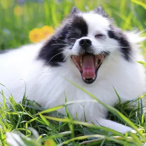 A smiling Pomeranian dog in the grass A smiling Pomeranian dog in the grass