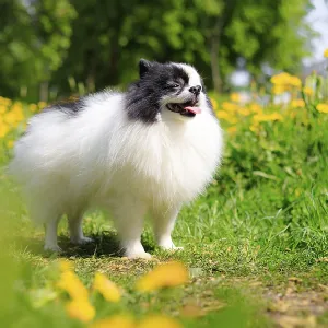 A smiling Pomeranian dog in the grass A smiling Pomeranian dog in the grass