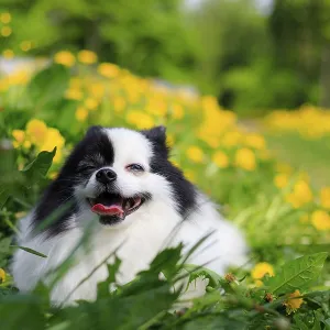 A smiling Pomeranian dog in the grass A smiling Pomeranian dog in the grass