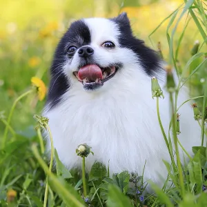 A smiling Pomeranian dog in the grass A smiling Pomeranian dog in the grass