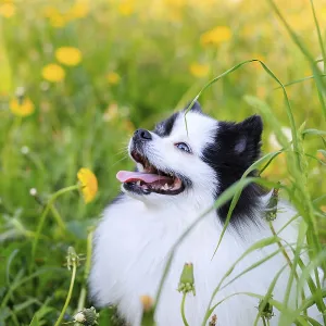 A smiling Pomeranian dog in the grass A smiling Pomeranian dog in the grass