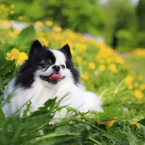 A smiling Pomeranian dog in the grass A smiling Pomeranian dog in the grass