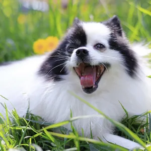 A smiling Pomeranian dog in the grass A smiling Pomeranian dog in the grass