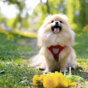A smiling Pomeranian dog in the grass A smiling Pomeranian dog in the grass