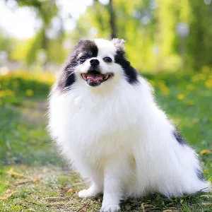 A smiling Pomeranian dog in the grass A smiling Pomeranian dog in the grass