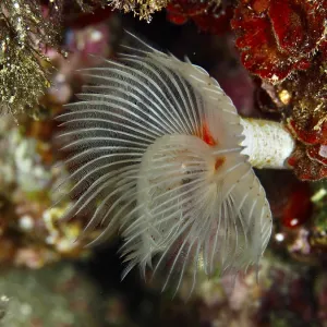 A smooth calcareous tubular worm (Protula tubularia)