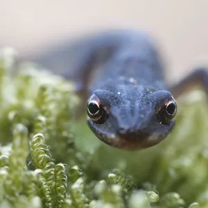 Smooth Newt (Lissotritron vulgaris) Smooth Newt (Lissotritron vulgaris)