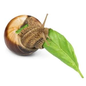 Snail and green leaf. White isolated studio shot Snail and green leaf. White isolated studio shot