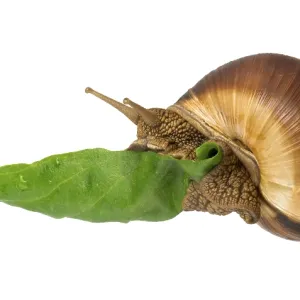 Snail and green leaf. White isolated studio shot Snail and green leaf. White isolated studio shot