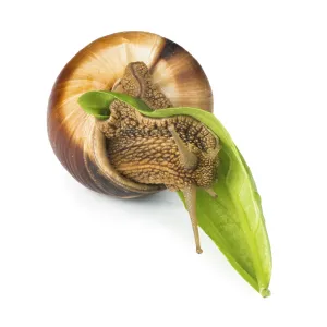 Snail and green leaf. White isolated studio shot Snail and green leaf. White isolated studio shot