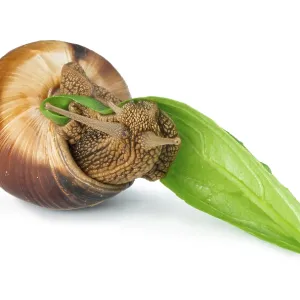 Snail and green leaf. White isolated studio shot Snail and green leaf. White isolated studio shot