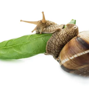 Snail and green leaf. White isolated studio shot Snail and green leaf. White isolated studio shot