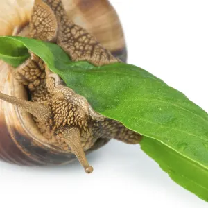 Snail and green leaf. White isolated studio shot Snail and green leaf. White isolated studio shot