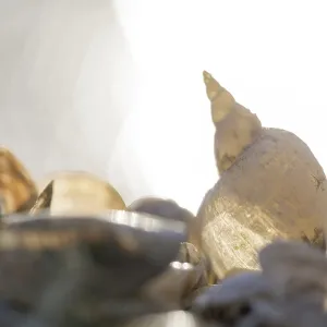 Snail shell and mussels, illuminated by light Snail shell and mussels, illuminated by light