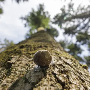 Snail on a tree trunk seen from a frog's eye view in a wooded area Snail on a tree trunk seen from a frog's eye view in a wooded area