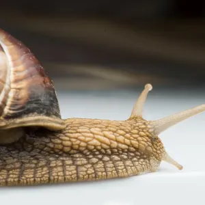 Snails moving Snails moving