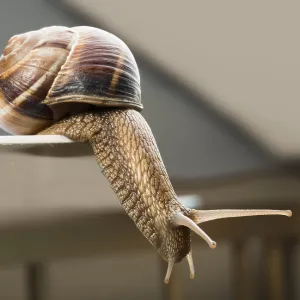 Snails moving Snails moving