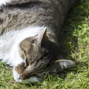 Snoozing and contented domestic cat (Felis catus)