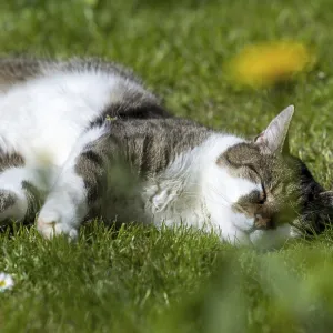 Snoozing and contented domestic cat (Felis catus)