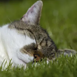 Snoozing and contented domestic cat (Felis catus)