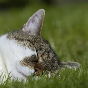Snoozing and contented domestic cat (Felis catus)