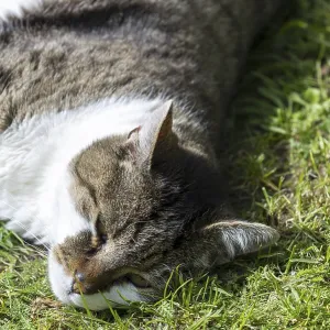 Snoozing Domestic Cat Print, Blaustein, Germany