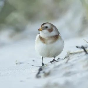 Snow bunting (Plectrophenax nivalis) adult bird on a beach in winter Snow bunting (Plectrophenax nivalis) adult bird on a beach in winter