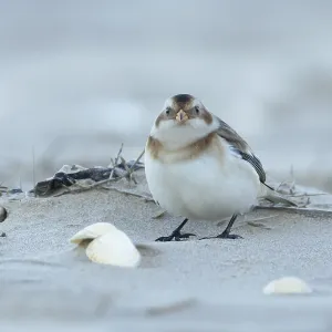 Snow bunting (Plectrophenax nivalis) adult bird on a beach in winter Snow bunting (Plectrophenax nivalis) adult bird on a beach in winter