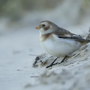 Snow bunting (Plectrophenax nivalis) adult bird on a beach in winter Snow bunting (Plectrophenax nivalis) adult bird on a beach in winter