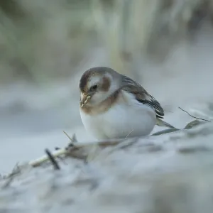 Snow bunting (Plectrophenax nivalis) adult bird feeding on a beach in winter Snow bunting (Plectrophenax nivalis) adult bird feeding on a beach in winter