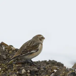 Snow Bunting (Plectrophenax nivalis) perched on small rocks Snow Bunting (Plectrophenax nivalis) perched on small rocks
